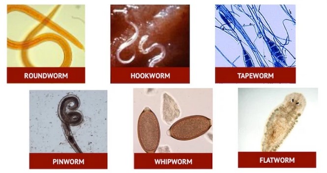 pinworms protozoa)