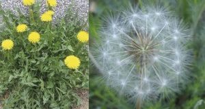 Dandelion – the most powerful killer of cancer, but also much more